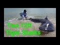 2 Sharks over 12ft, in 2hrs, Landbased Shark fishing