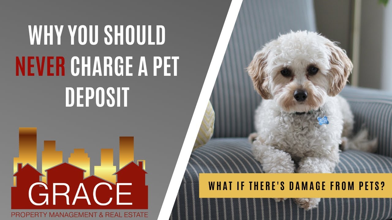 Why You Should Never Charge A Pet Deposit YouTube Why You Should Never Charge A Pet Deposit YouTube