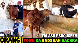 Orangi Town Ka Badshah Bachra || Aao Shouqeen Se Soda Karen || Talash E Shouqeen || Bakra Eid 2023