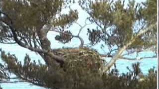 Maine 20110331gg.wmv