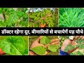 Top 11 Herbs Plants for Home  || 11 सबसे अच्छे औषधीय पौधे || Homegarden