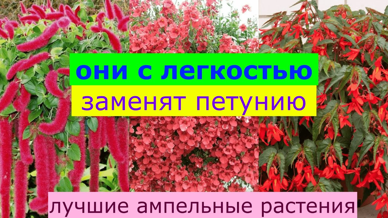 Они с легкостью заменят петунии! Лучшие ампельные растения!
