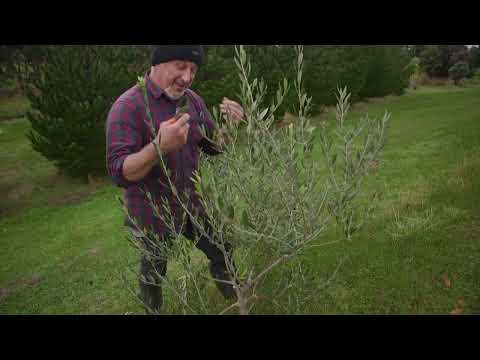 Video: Kā apgriezt Jukas augu