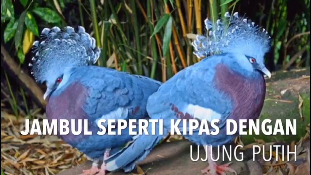 Burung asal Papua Ini Punya Mahkota yang Cantik, Pernah Lihat? 