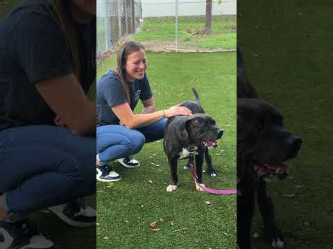 A pack of 7 dogs still waiting for a way home 🏡