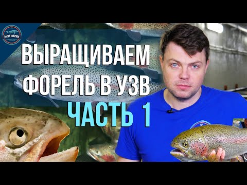 Выращивание форели в узв часть 1