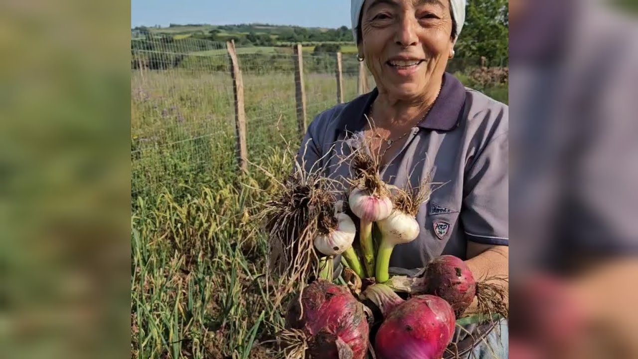 L'aghjiu i Papaglionti 'nta l'ortu - L'aglio di Papaglionti nell'orto