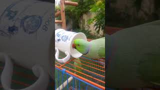 Talking Parrot In A Cup Indian Ringneck Fun Video.