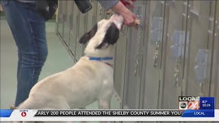Summer of Love $10 adoptions at Memphis Animal Services