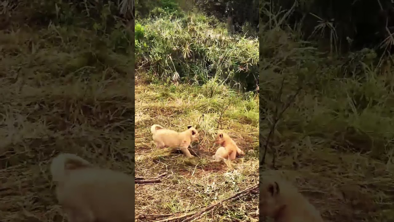 Little Lion Cubs Playing In The Morning