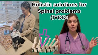 Holistic treatments for Intervertebral disc disease (IVDD) in dogs and cats Cure and prevention.