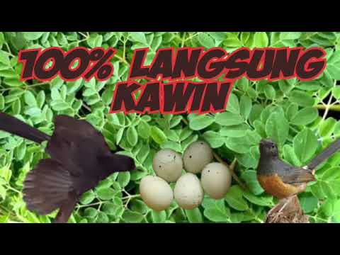 JUOOSSSS!!! 100%  Langsung Kawin Murai Batu Anda #muraibatukawin #muraibatucepattelor #mbbirahi