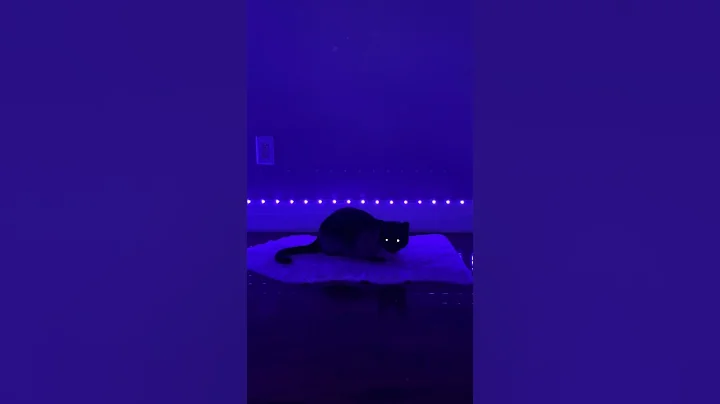 Watch the video about Asking my Siamese Cat a serious question 🙀 #cat #funny #cute