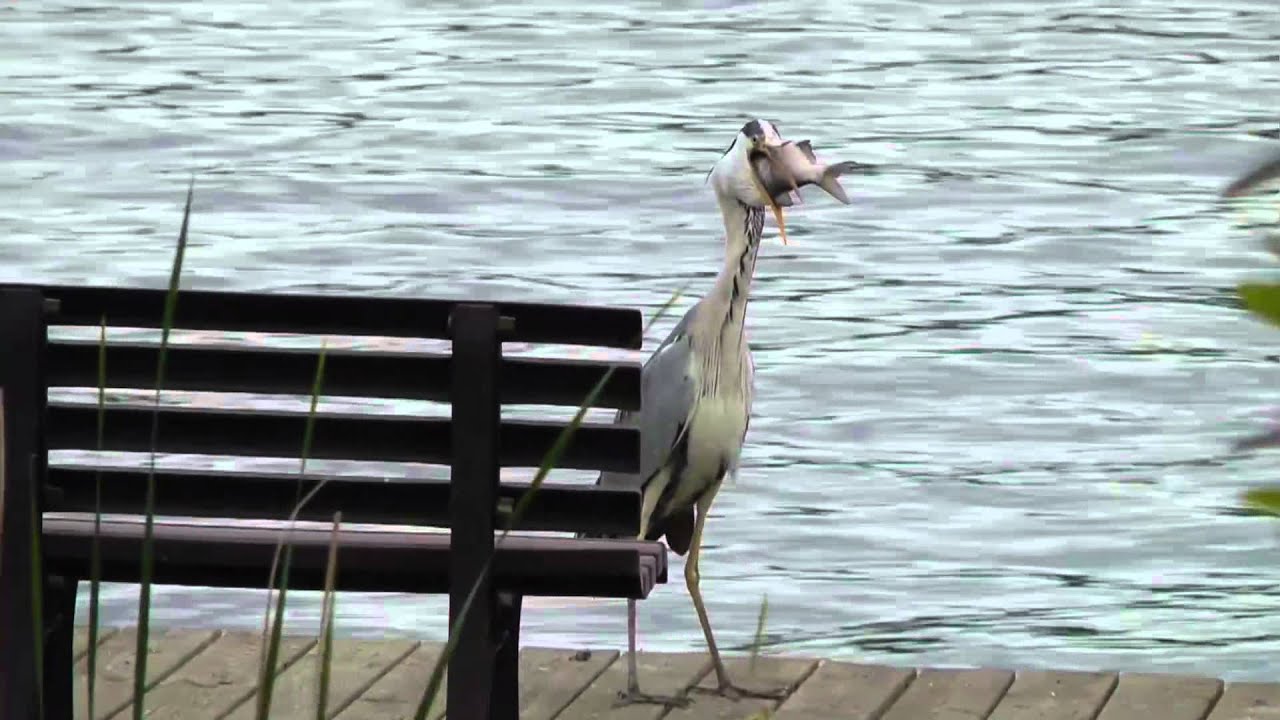 Vögel Reiher frisst Fisch YouTube