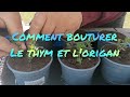 Bouturage simple du thym et lorigan du potager de jj