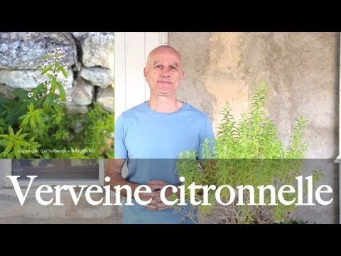 Vidéo: Verveine Vs. Verveine citronnée - Différences entre la verveine citronnée et la verveine