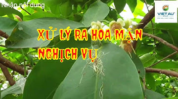 CÁCH XỬ LÝ  RA HOA MẬN  NGHỊCH VỤ - RA HOA KHÔNG BỊ RỤNG BỊ LÁ
