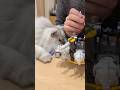 ガンプラ作りの邪魔しかしない猫 【サイベリアン】 #Shorts