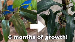 6 Houseplants 6 Months Before and After Comparison and Rehab, #1