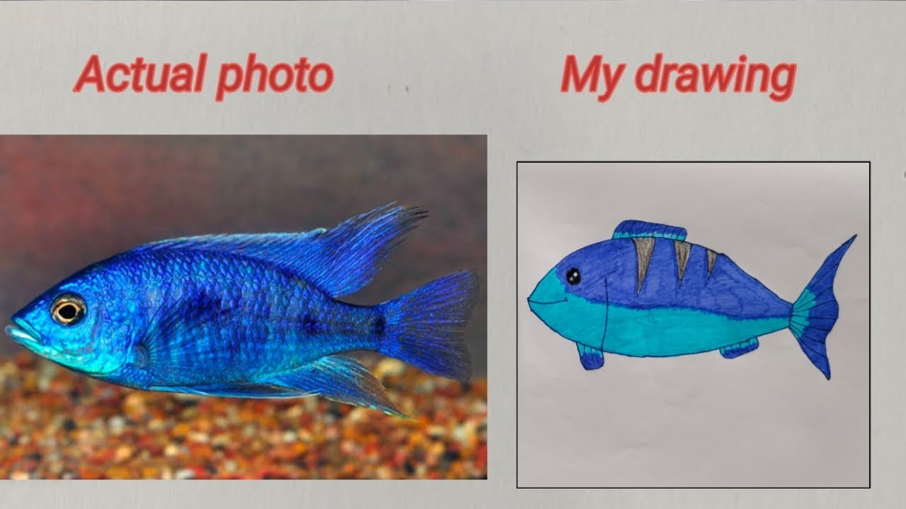 How to draw blue fish|| #drawingtutorial - YouTube