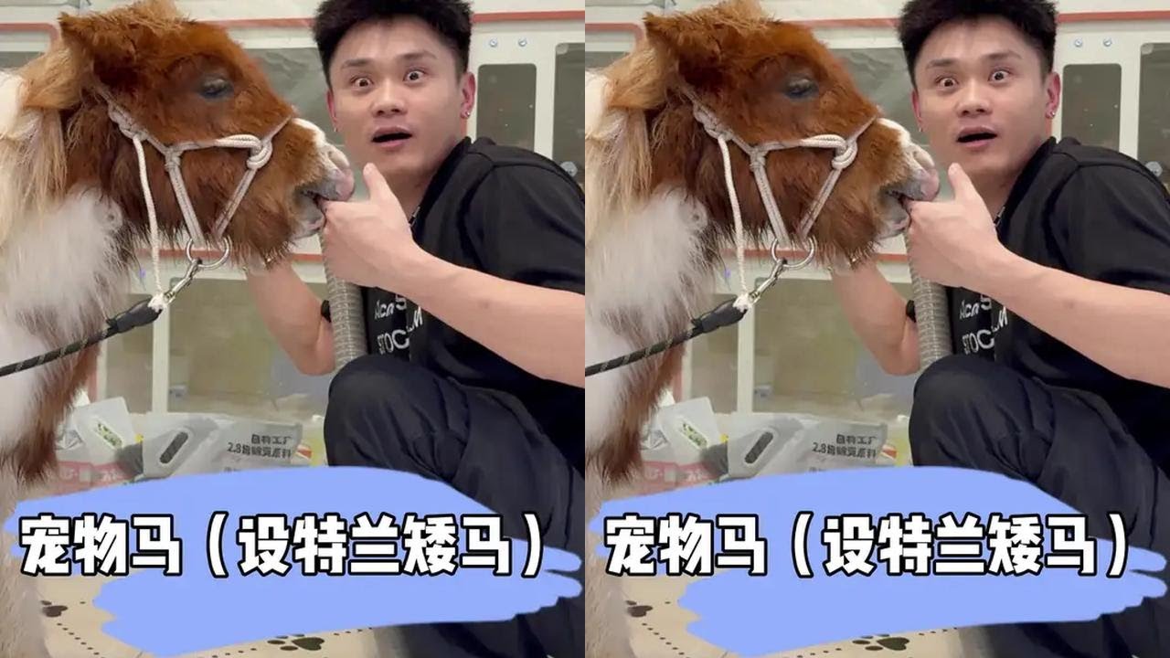 Wash Shetland pony, pet pony. 