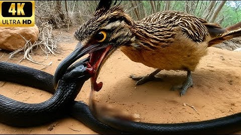 The Battle of Venomous Snakes and Birds of Prey #AnimalDocumentary | Animal HODs