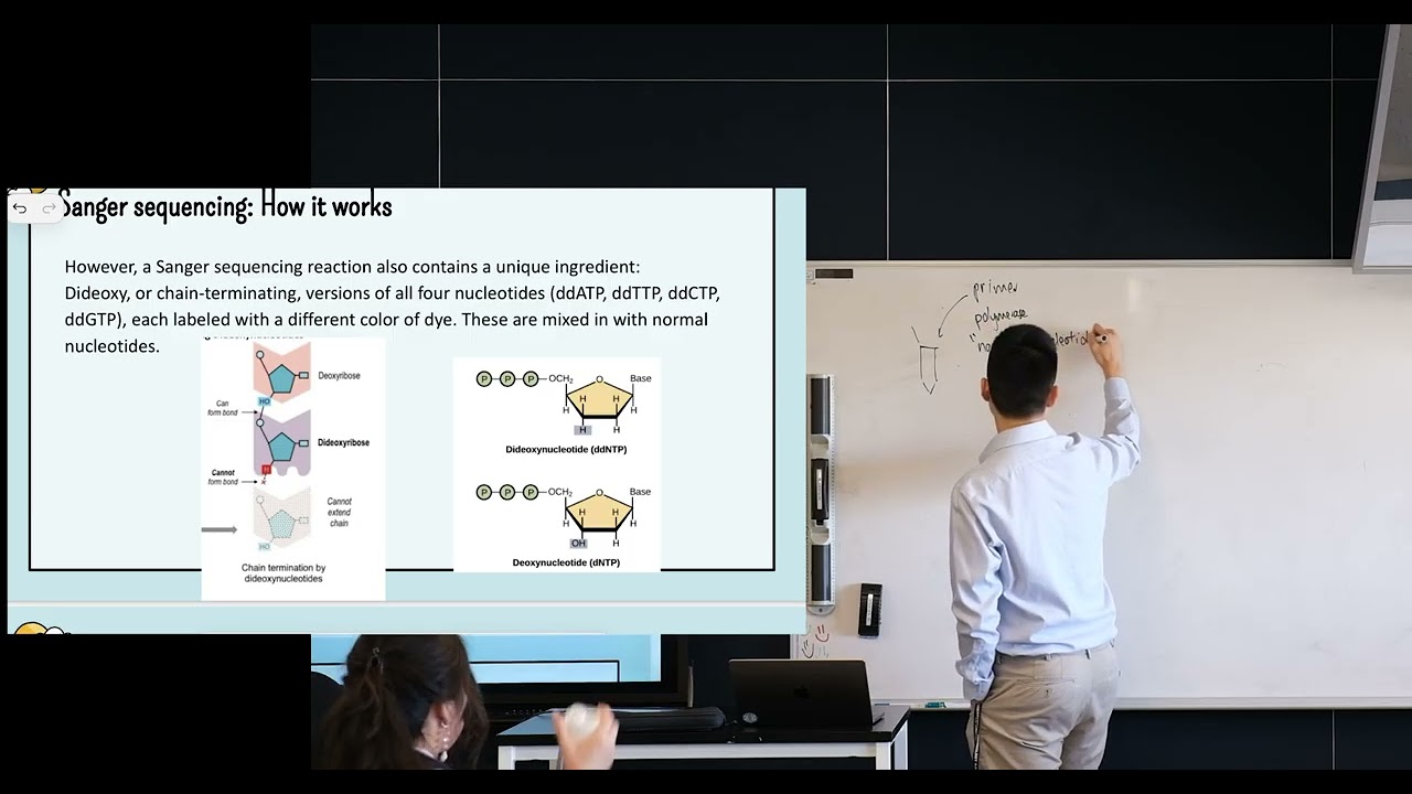 HSC Biology Module 5: Sanger sequencing