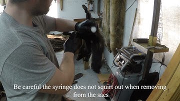Fur Shed - How To  Remove Skunk Essence