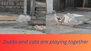 Cute Ducks And Cats Playing Together Funny & Adorable Animal Friendship