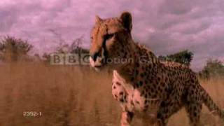 Saving The Cheetah