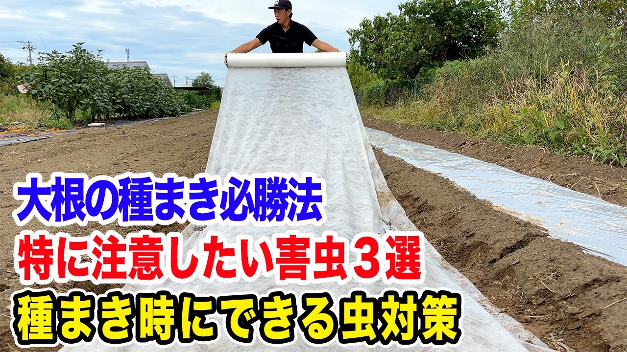 【大根の種まき】これをやらないと虫だらけ！種まき前後に絶対やる害虫対策