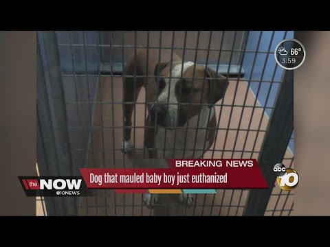 dog-that-mauled-baby-boy-just-euthanized