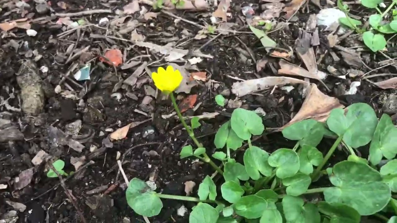 Is Lesser Celandine a real problem for me?
