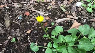 Is Lesser Celandine a real problem for me?