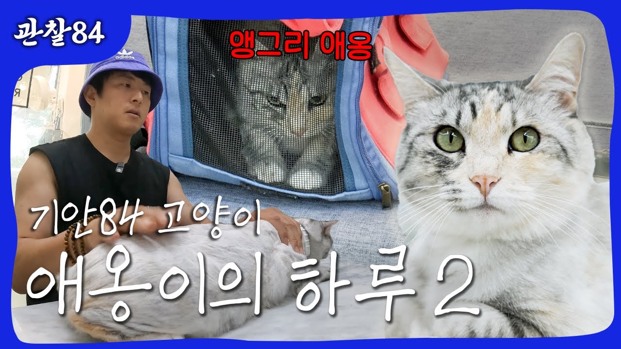 애옹이의 하루 2