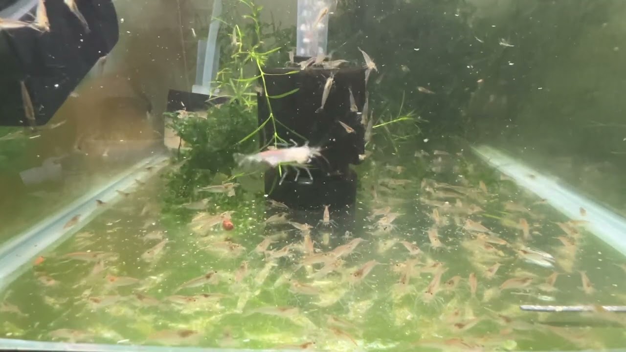 4 month update - Amano shrimp breeding