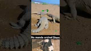 Shanda Of The No Manda