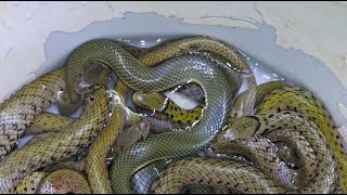 The brightly colored Grass Snake lives in groups.