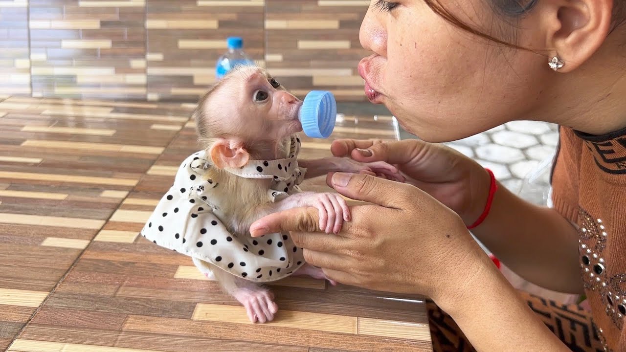 Polka Dot JOYEE Amusingly LipSmack Mom Wth Big Pacifier In Mouth