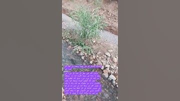 وجعلنا من الماء كل شيء حي الله الذي جعل من الماء كل شيء حي  صدق الله العظيم في سورة الأنبياء