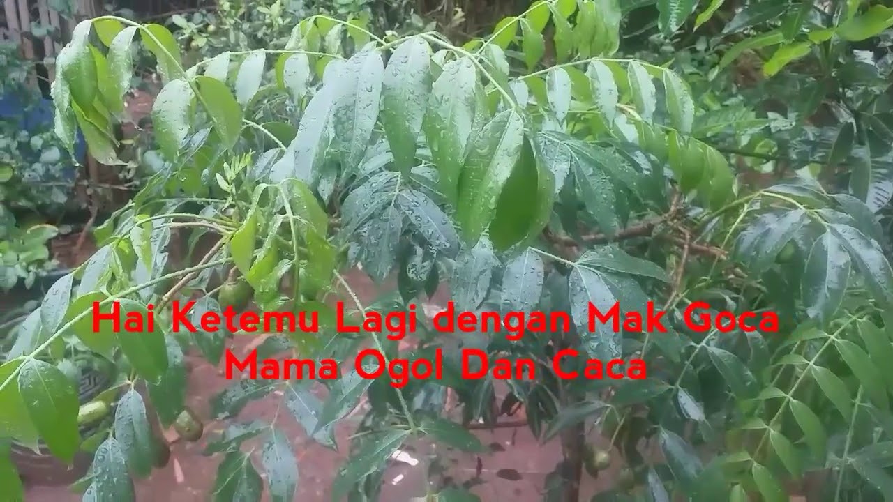 CARA MENANAM BAWANG MERAH DI BOTOL BEKAS - YouTube