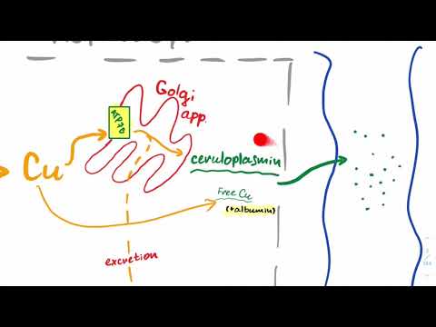 USMLE Step 1 - Copper metabolism | Wilson disease vs Menkes