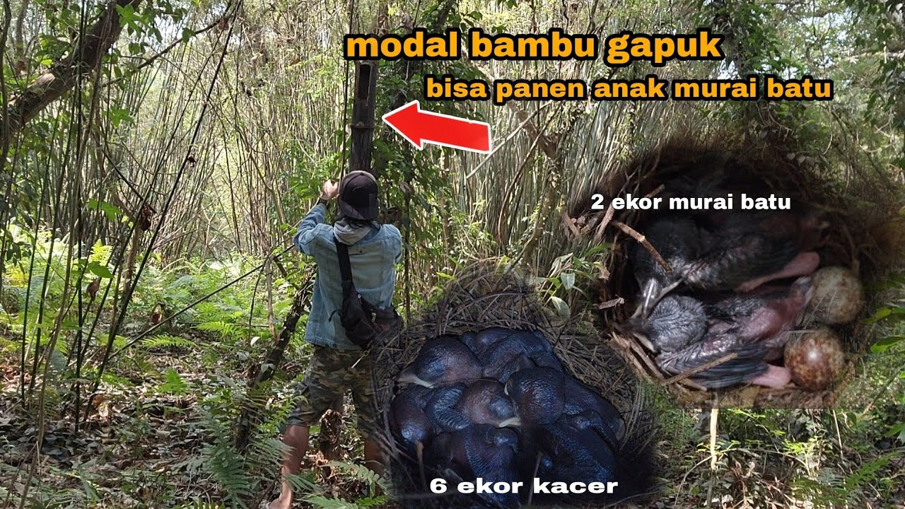 wah tidak disangka telor sebanyak ini bisa netas dan pantau sarang murai batu buatan