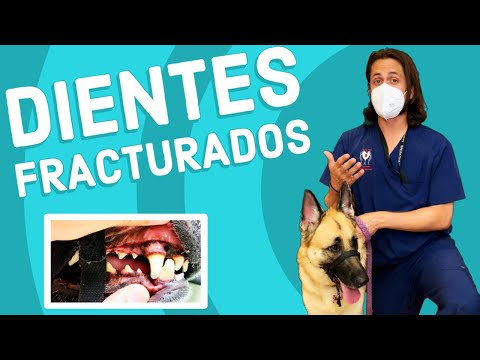 Video: Fractura De Diente En Perros