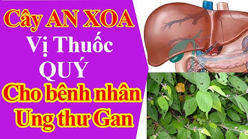 Cây an xoa lối thoát cho bệnh nhân ung thư gan kể cả giai đoạn cuối