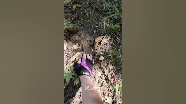 pov : brave wolf peaks into your backyard 🌿🐾 shift warning ⚠️  #therian #therianthropy #therians