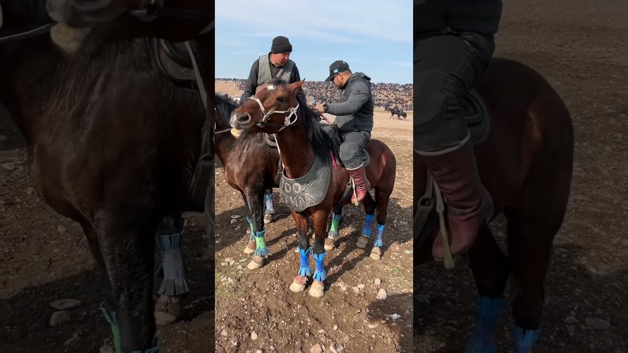 #kopkari #купкари #улок #uloq