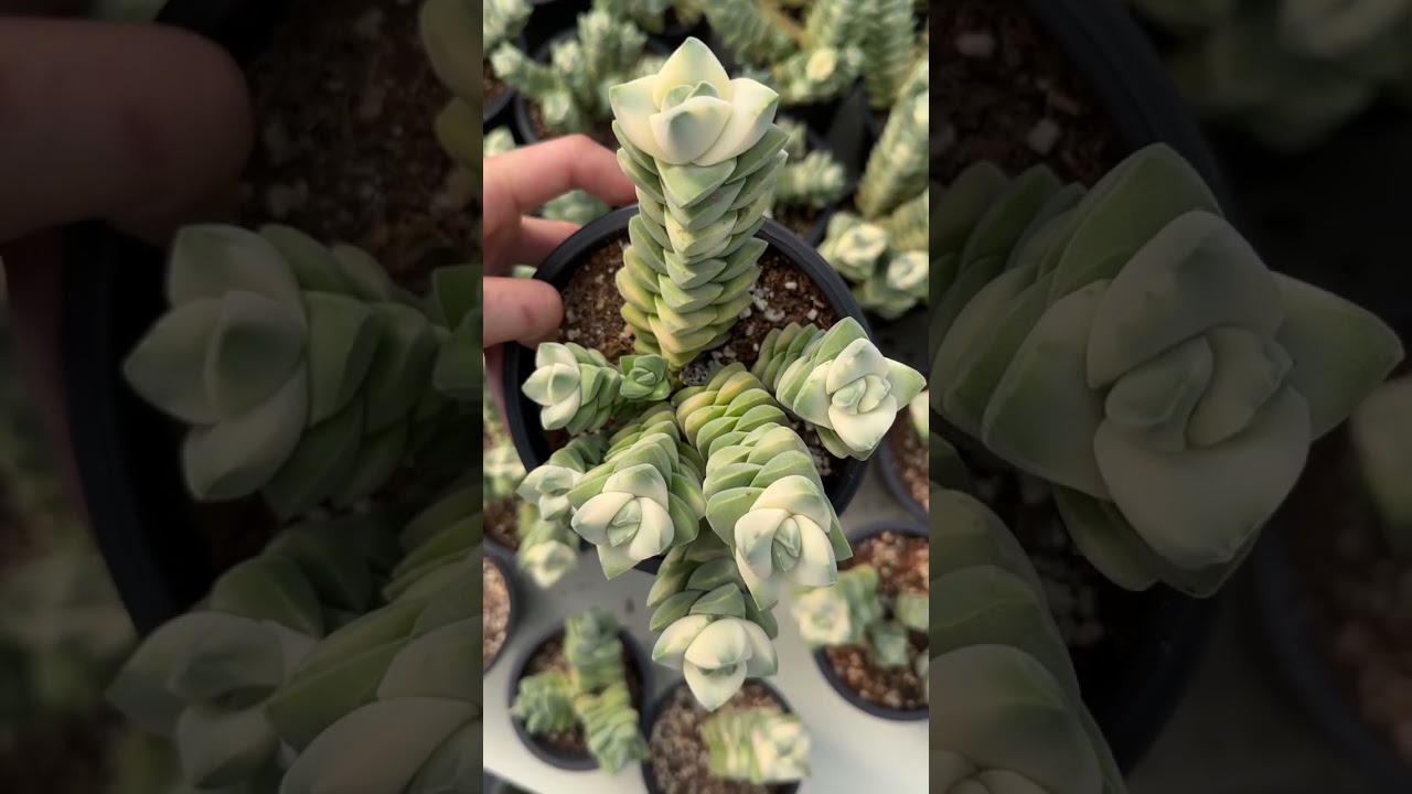Crassula moongrow variegated