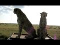 Cheetah Jumping up onto our Land Rover