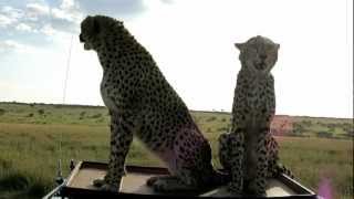 Cheetah Jumping up onto our Land Rover